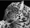 Чёрно-белое фото леопарда