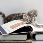 Котята читают книги