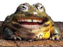 jaba жаба зеленая 1 штука с улыбкой и человеческими зубами