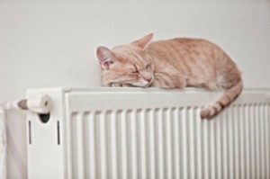 Кошка спит на стальном регулируемом радиаторе отопления